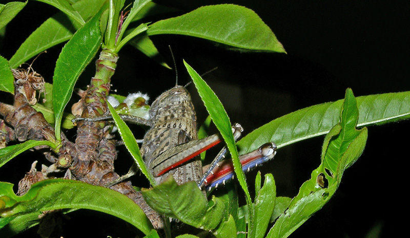 Ecco chi mangiava le pesche..... Anacridium aegyptium